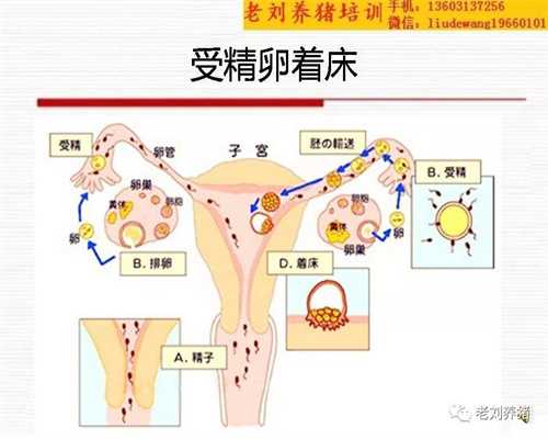 深圳去哪里找代孕靠谱_畸胎瘤手术多长时间身体可以恢复