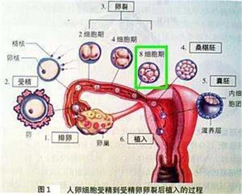 在泰国试管婴儿期间囊性胚胎如何培养？