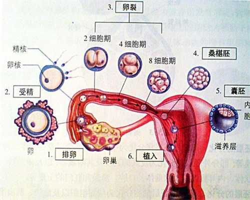 深圳代孕有哪中方式_深圳现在还能找到代孕吗_人工助孕的步骤详解_年轻的女性